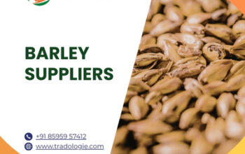 Barley Suppliers – Buy Bulk Barley from Trusted Exporters & Wholesalers
